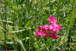 Lathyrus tuberosus (10)